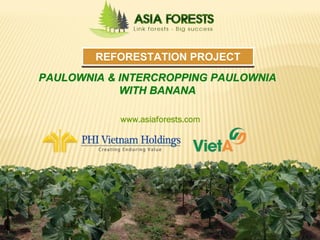 REFORESTATION PROJECT
           PAULOWNIA & INTERCROPPING PAULOWNIA
                       WITH BANANA

                                    www.asiaforests.com




Asia Reforestation Group Inc,.                            1
 