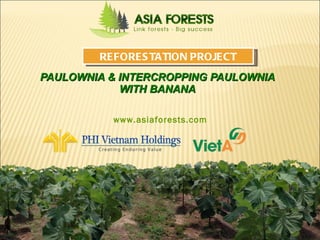 PAULOWNIA & INTERCROPPING PAULOWNIA WITH BANANA Asia Reforestation Group Inc,. REFORESTATION PROJECT www.asiaforests.com 
