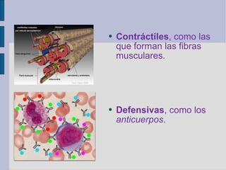 Contráctiles , como las que forman las fibras musculares. Defensivas , como los  anticuerpos . 
