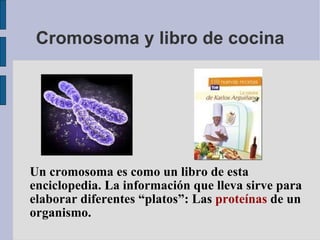 Cromosoma y libro de cocina Un cromosoma es como un libro de esta enciclopedia. La información que lleva sirve para  elaborar diferentes “platos”: Las  proteínas  de un organismo. 