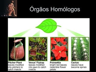 Órgãos Homólogos 