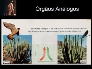 Órgãos Análogos 