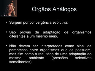 Órgãos Análogos Surgem por convergência evolutiva. São provas de adaptação de organismos diferentes a um mesmo meio. Não devem ser interpretados como sinal de parentesco entre organismos que os possuem, mas sim como o resultado de uma adaptação ao mesmo ambiente (pressões selectivas semelhantes). 