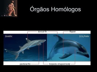 Órgãos Homólogos 