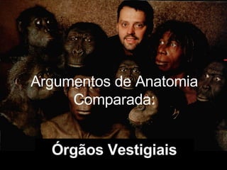 Argumentos de Anatomia Comparada: Órgãos Vestigiais 