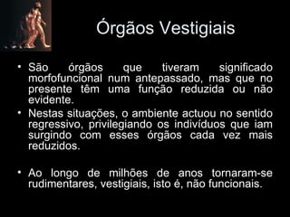 Órgãos Vestigiais São órgãos que tiveram significado morfofuncional num antepassado, mas que no presente têm uma função reduzida ou não evidente. Nestas situações, o ambiente actuou no sentido regressivo, privilegiando os indivíduos que iam surgindo com esses órgãos cada vez mais reduzidos. Ao longo de milhões de anos tornaram-se rudimentares, vestigiais, isto é, não funcionais. 