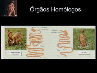 Órgãos Homólogos 