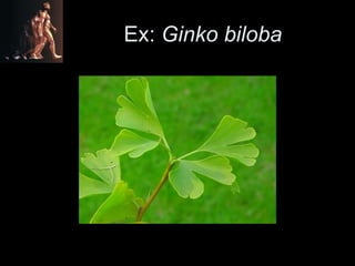 Ex:  Ginko biloba 