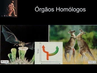 Órgãos Homólogos 