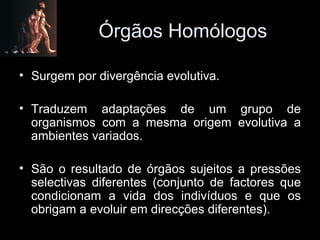 Órgãos Homólogos Surgem por divergência evolutiva. Traduzem adaptações de um grupo de organismos com a mesma origem evolutiva a ambientes variados. São o resultado de órgãos sujeitos a pressões selectivas diferentes (conjunto de factores que condicionam a vida dos indivíduos e que os obrigam a evoluir em direcções diferentes). 