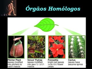 Órgãos Homólogos




  Evolucionismo - Prof. Albano   11
            Novaes
 