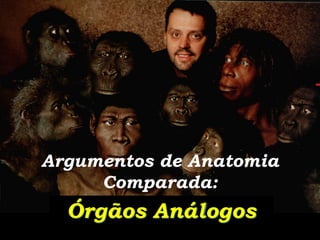 Argumentos de Anatomia
     Comparada:
  Órgãos Análogos
       Evolucionismo - Prof. Albano   12
                 Novaes
 