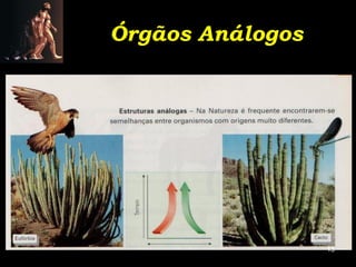 Órgãos Análogos




                  13
 