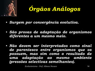 Órgãos Análogos

• Surgem por convergência evolutiva.

• São provas de adaptação de organismos
  diferentes a um mesmo meio.

• Não devem ser interpretados como sinal
  de parentesco entre organismos que os
  possuem, mas sim como o resultado de
  uma adaptação ao mesmo ambiente
  (pressões selectivas semelhantes).
         Evolucionismo - Prof. Albano Novaes   14
 