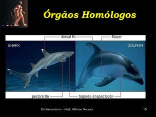 Órgãos Homólogos




Evolucionismo - Prof. Albano Novaes   15
 