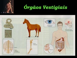Órgãos Vestigiais




                    17
 