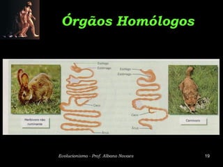Órgãos Homólogos




Evolucionismo - Prof. Albano Novaes   19
 