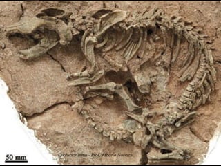 Evolucionismo - Prof. Albano Novaes   25
 