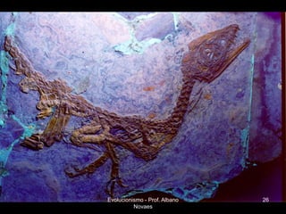 Evolucionismo - Prof. Albano   26
          Novaes
 
