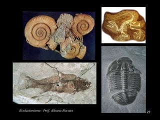 Evolucionismo - Prof. Albano Novaes   27
 