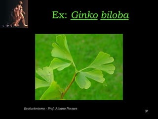 Ex: Ginko biloba




Evolucionismo - Prof. Albano Novaes
                                      31
 