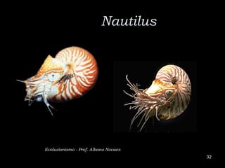 Nautilus




Evolucionismo - Prof. Albano Novaes
                                      32
 