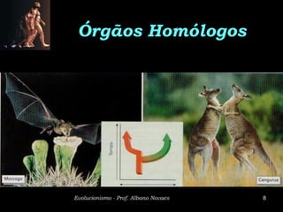 Órgãos Homólogos




Evolucionismo - Prof. Albano Novaes   8
 