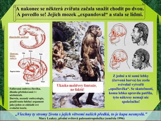 A nakonec se některá zvířata začala snažit chodit po dvou.  A povedlo se! Jejich mozek „expandoval“ a stala se lidmi.   „ Všechny ty stromy života s jejich větvemi našich předků, to je kupa nesmyslů. “    Mary Leakey, přední světová paleoantropoložka (zemřela 1996) Falšovaná embrya člověka, dlouho přetiskovaná i v učebnicích.  Darwin, neznalý embryologie, použil tento falešný argument jako jeden ze základů své evoluční teorie. Z jedné a té samé lebky (červená barva) lze zcela svévolně vytvořit „opočlověka“. Se skutečností, komu lebka opravdu patřila, tyto nákresy nemají nic společného! 