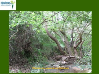 Πλατάνι στη ρεματιά στα Μελίσσια
 