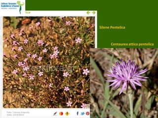 Silene Pentelica
Centaurea attica pentelica
 