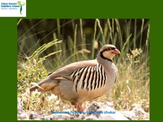 Νησιώτικη Πέρδικα – Αlectoris chukar
 