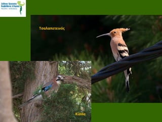 Τσαλαπετεινός
Κίσσα
 