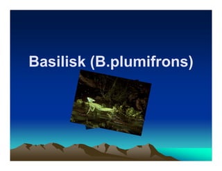 Basilisk (B.plumifrons)
       By: Arham.K
        Fessenden
           Gr.6
 