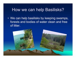 How we can help Basilisks?
• We can help basilisks by keeping swamps,
  forests and bodies of water clean and free
  of litter.
 