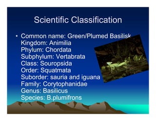 Scientific Classification
• Common name: Green/Plumed Basilisk
  Kingdom: Animilia
  Phylum: Chordata
  Subphylum: Vertabrata
  Class: Souropsida
  Order: Squatmata
  Suborder: sauria and iguana
  Family: Corytophanidae
  Genus: Basilicus
  Species: B.plumifrons
 