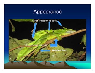 Appearance
      Three crests on its back




Green/Brown scaly skin.

                          Webbed feet
 