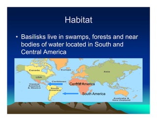 Habitat
• Basilisks live in swamps, forests and near
  bodies of water located in South and
  Central America



                   Central America

                          South America
 