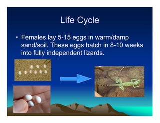 Life Cycle
• Females lay 5-15 eggs in warm/damp
  sand/soil. These eggs hatch in 8-10 weeks
  into fully independent lizards.
 