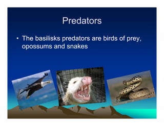 Predators
• The basilisks predators are birds of prey,
  opossums and snakes
 
