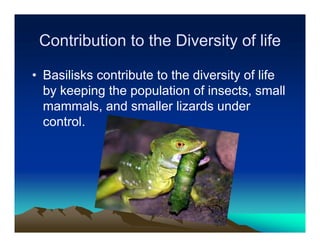 Contribution to the Diversity of life

• Basilisks contribute to the diversity of life
  by keeping the population of insects, small
  mammals, and smaller lizards under
  control.
 