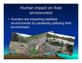 Human impact on their
           environment
• Humans are impacting basilisks
  environments by carelessly polluting their
  environment
 