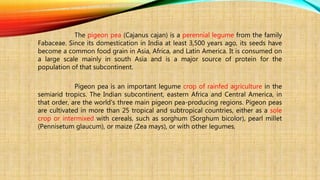 The pigeon pea (Cajanus cajan) is a perennial legume from the family
Fabaceae. Since its domestication in India at least 3,500 years ago, its seeds have
become a common food grain in Asia, Africa, and Latin America. It is consumed on
a large scale mainly in south Asia and is a major source of protein for the
population of that subcontinent.
Pigeon pea is an important legume crop of rainfed agriculture in the
semiarid tropics. The Indian subcontinent, eastern Africa and Central America, in
that order, are the world's three main pigeon pea-producing regions. Pigeon peas
are cultivated in more than 25 tropical and subtropical countries, either as a sole
crop or intermixed with cereals, such as sorghum (Sorghum bicolor), pearl millet
(Pennisetum glaucum), or maize (Zea mays), or with other legumes,
 
