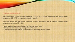 CLIMATIC REQUIREMENTS
-Red gram needs a moist and warm weather i.e. 30 – 35 °C during germination and slightly lower
temperature (20 -25°C) during active vegetative growth.
-During flowering and pod setting it requires 15-18°C temperature and at maturity it needs higher
temperature of around 35 - 40°C.
. Water logging,. heavy rains, frost are very harmful to the crop.
Hailstorm or rain at maturity damages the entire crop.
It has a good drought tolerant capacity because of its deep tap root system
 