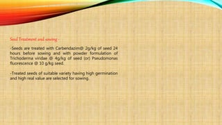 Seed Treatment and sowing -
-Seeds are treated with Carbendazim@ 2g/kg of seed 24
hours before sowing and with powder formulation of
Trichoderma viridae @ 4g/kg of seed (or) Pseudomonas
fluorescence @ 10 g/kg seed.
-Treated seeds of suitable variety having high germination
and high real value are selected for sowing.
 