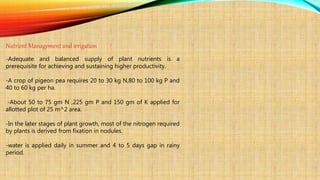 Nutrient Management and irrigation
-Adequate and balanced supply of plant nutrients is a
prerequisite for achieving and sustaining higher productivity.
-A crop of pigeon pea requires 20 to 30 kg N,80 to 100 kg P and
40 to 60 kg per ha.
-About 50 to 75 gm N ,225 gm P and 150 gm of K applied for
allotted plot of 25 m^2 area.
-In the later stages of plant growth, most of the nitrogen required
by plants is derived from fixation in nodules.
-water is applied daily in summer and 4 to 5 days gap in rainy
period.
 