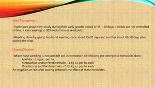 Weed Management:
-Pigeon pea grows very slowly during their early growth period of 45 – 50 days. If weeds are not controlled
in time, it can cause up to 90% reductions in seed yield.
-Weeding done by giving two hand weeding once about 25-30 days and another about 45-50 days after
sowing the crop.
Chemical Control:
-Where hand weeding is not possible soil incorporation of following pre emergence herbicides done-
Alachlor - 1 kg a.i. per ha
Metolachlor and/or Pendimethalin - 1 kg a.i. per ha each
Oxadiazone and Pendimethalin – 0.75 kg a.i. per ha each
An irrigation or rain after sowing enhances the effect of these herbicides.
 