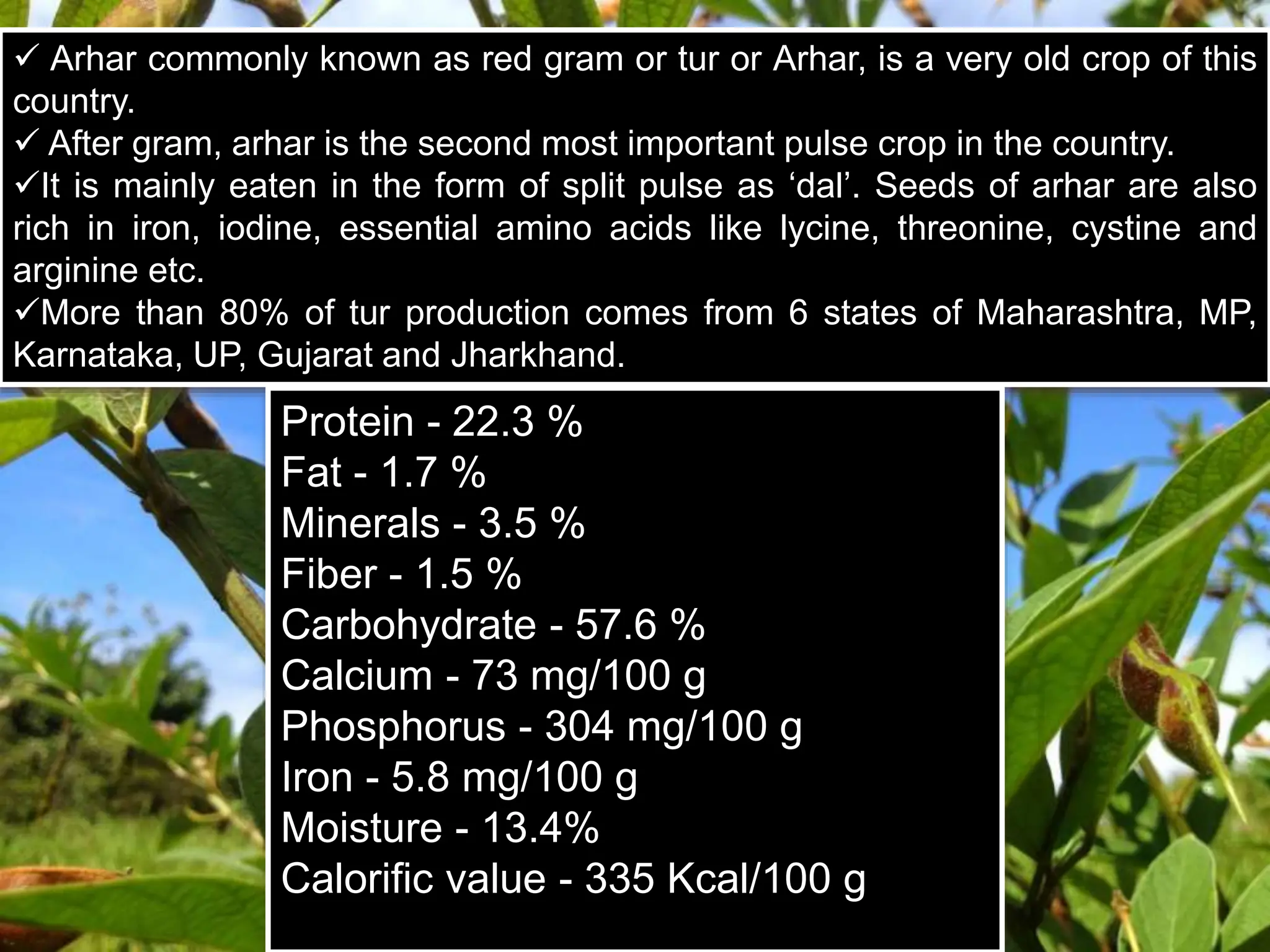  Arhar commonly known as red gram or tur or Arhar, is a very old crop of this
country.
 After gram, arhar is the second most important pulse crop in the country.
It is mainly eaten in the form of split pulse as ‘dal’. Seeds of arhar are also
rich in iron, iodine, essential amino acids like lycine, threonine, cystine and
arginine etc.
More than 80% of tur production comes from 6 states of Maharashtra, MP,
Karnataka, UP, Gujarat and Jharkhand.
Protein - 22.3 %
Fat - 1.7 %
Minerals - 3.5 %
Fiber - 1.5 %
Carbohydrate - 57.6 %
Calcium - 73 mg/100 g
Phosphorus - 304 mg/100 g
Iron - 5.8 mg/100 g
Moisture - 13.4%
Calorific value - 335 Kcal/100 g
 
