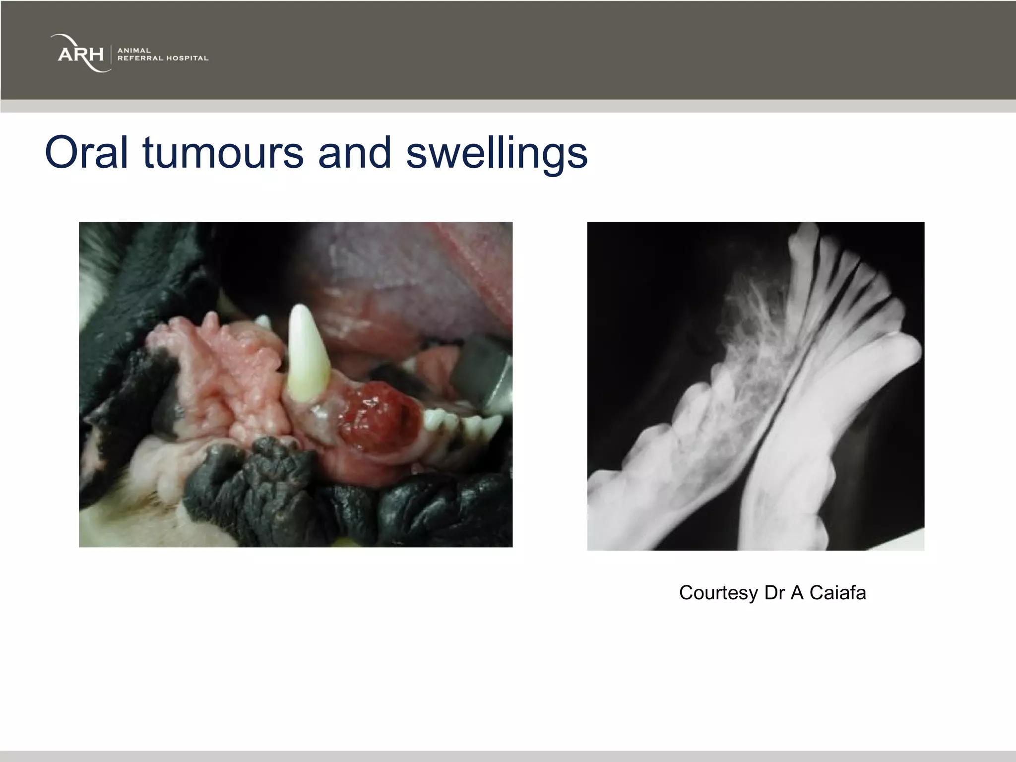 Oral tumours and swellings




                             Courtesy Dr A Caiafa
 