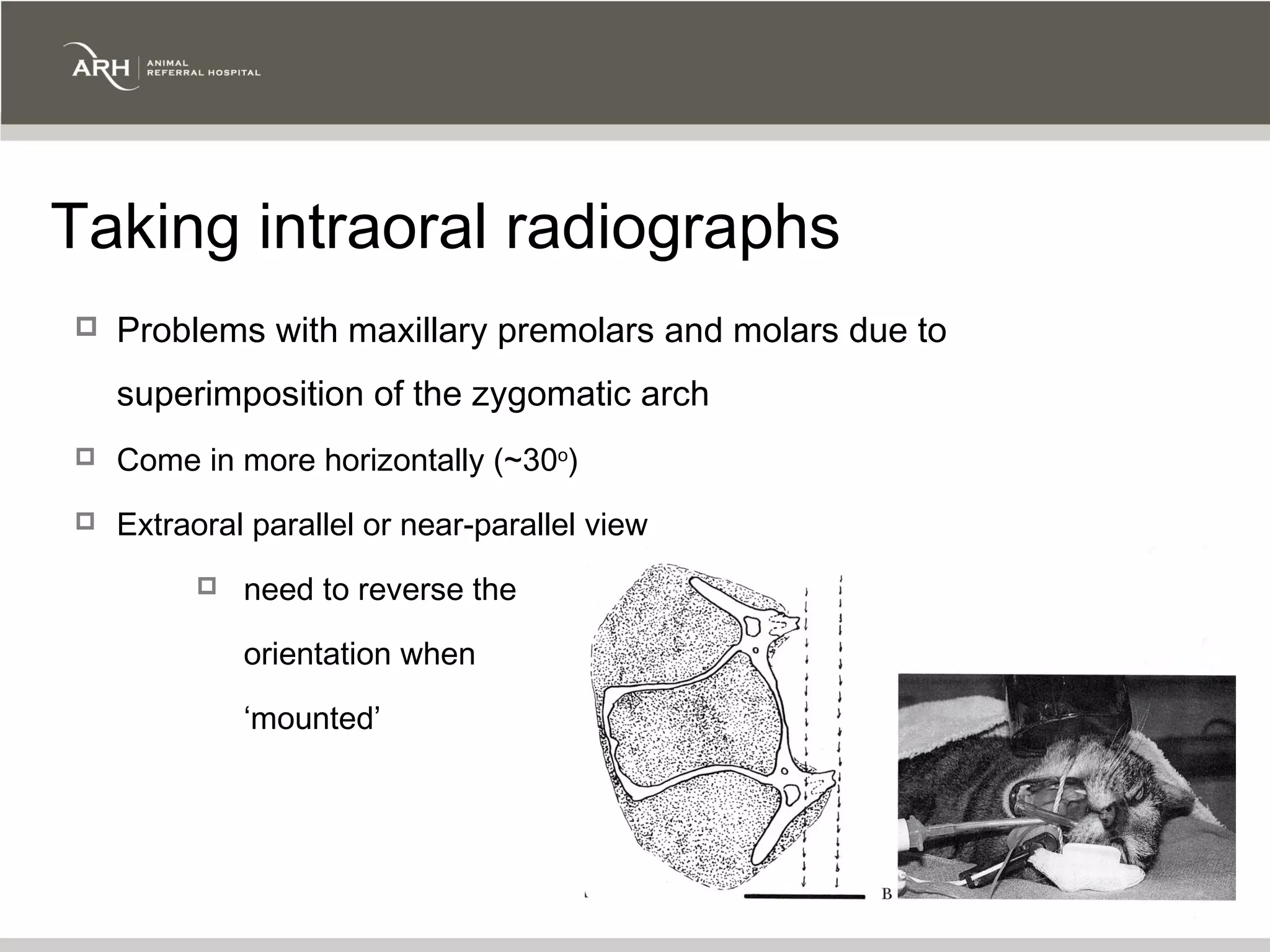 Taking intraoral radiographs
   Problems with maxillary premolars and molars due to
    superimposition of the zygomatic arch
   Come in more horizontally (~30o)
   Extraoral parallel or near-parallel view
             need to reverse the

              orientation when

              ‘mounted’
 