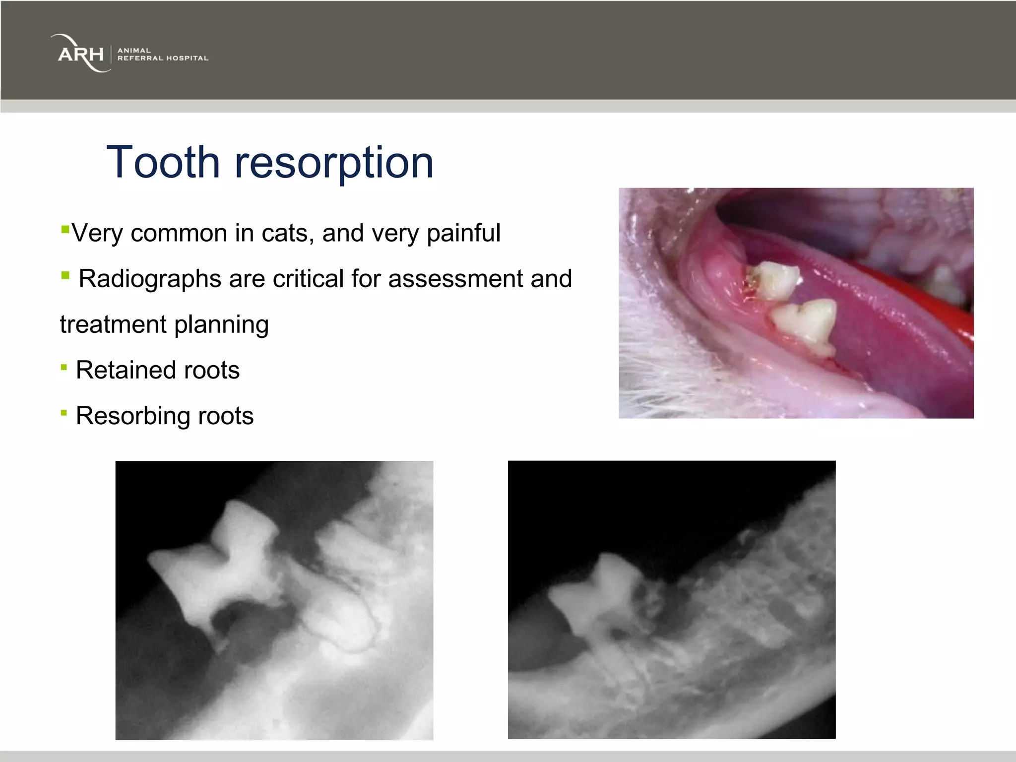 Tooth resorption
Very common in cats, and very painful
 Radiographs are critical for assessment and
treatment planning
   Retained roots
   Resorbing roots
 